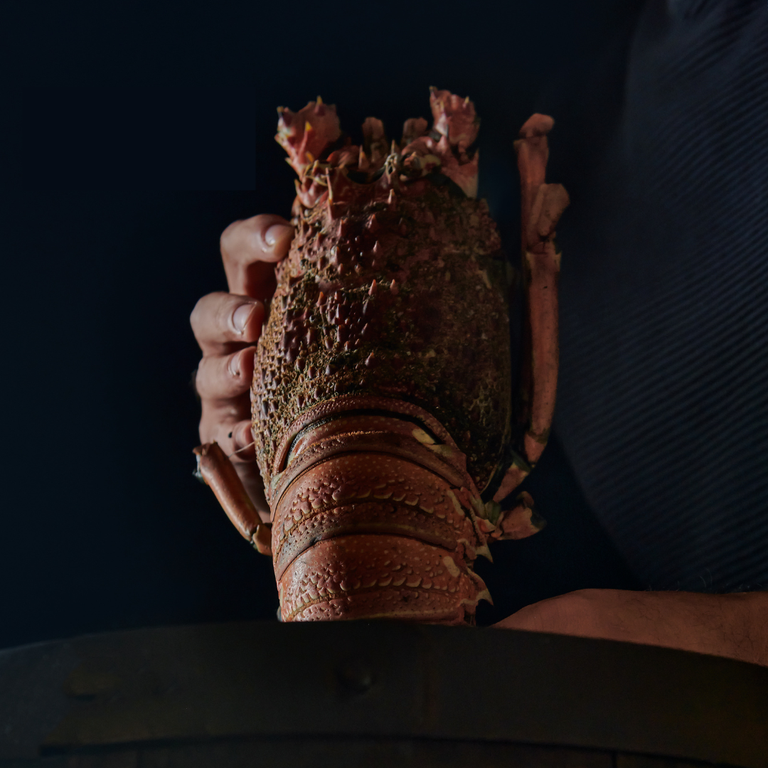Mediterranean Lobster
